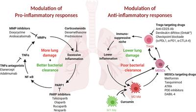 Host-Directed Therapies: Modulating Inflammation to Treat Tuberculosis